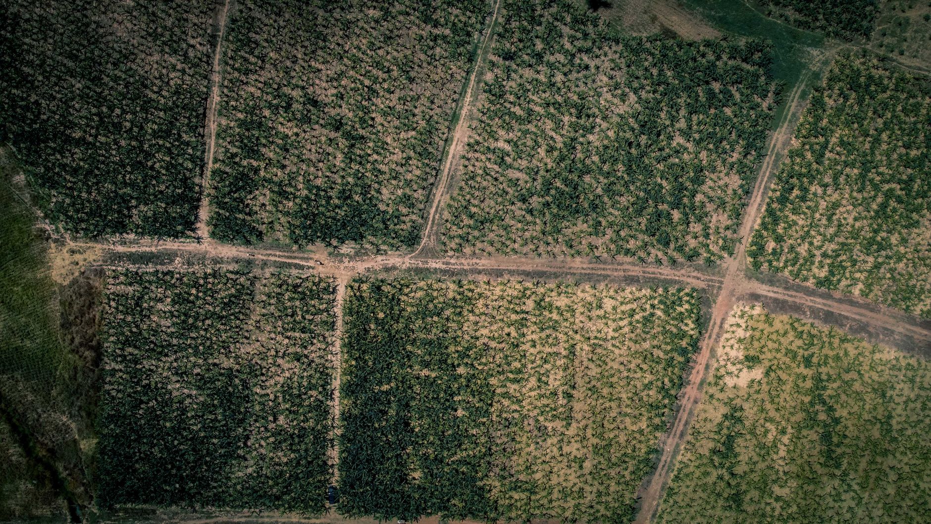 Investing in Land - road among fields