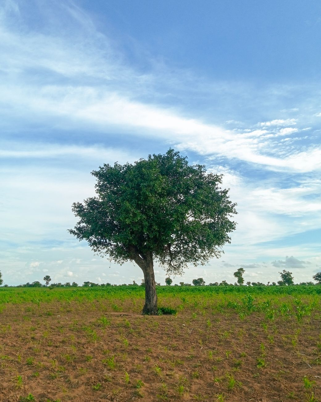 Investing in Land - lone tree in nigerian farmland under clear sky